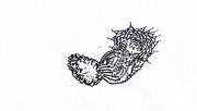 Image none have any name but this